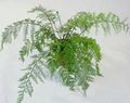 Mother Fern